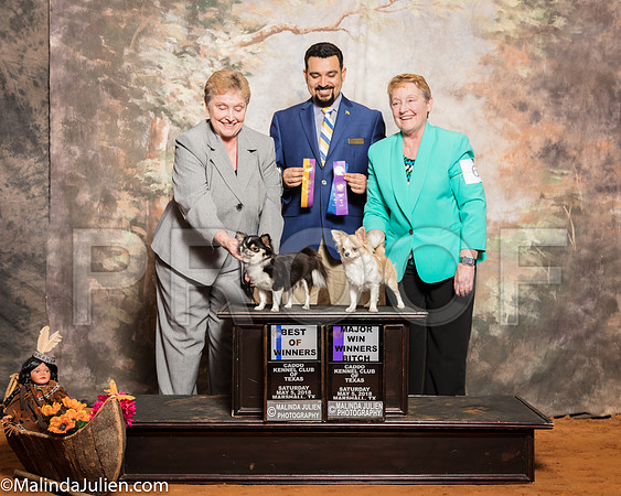 Chihuahua Long #8 Smooth #6 Linda Evans Judge Joao MachadoSSR_1038-Mj-HR3