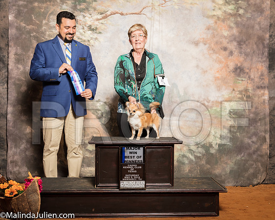 Chihuahua Long Coat #5 Sat BOW Maj Kulessa Trish Ken Lambert Judge Joao MachadoSSR_1202-Mj-HR3