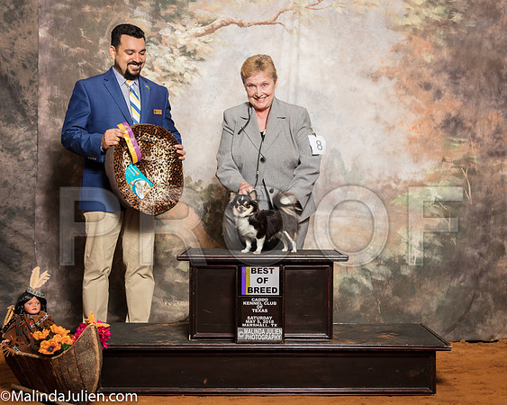 Chihuahua Long Coat #8 Sat BOB Maj Kulessa Trish Ken Lambert Judge Joao MachadoSSR_1028-Mj-HR3