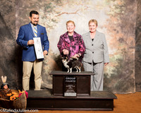 Chihuahua Long Coat #8 Sat G4 Hanson Sandy Judge Joao Machado