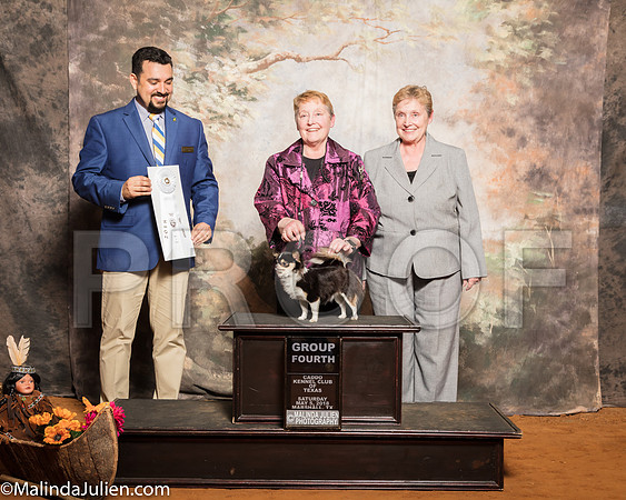Chihuahua Long Coat #8 Sat G4 Hanson Sandy Judge Joao MachadoSSR_1293-Mj-HR3