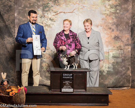 Chihuahua Long Coat #8 Sat G4 Hanson Sandy Judge Joao MachadoSSR_1294-Mj-HR3