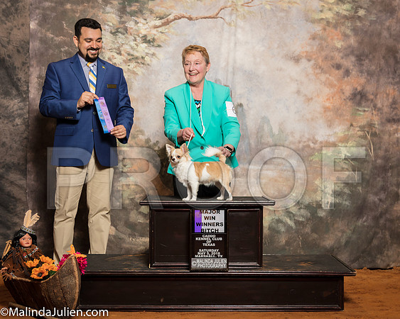 Chihuahua Smooth #6 Sat WB Maj Evans Linda Judge Joao MachadoSSR_1032-Mj-HR3