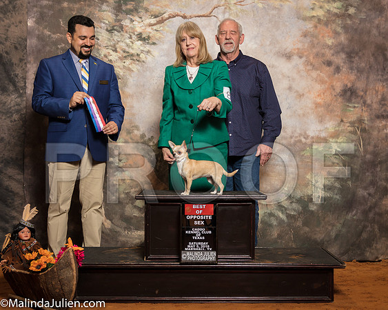 Chihuahua Smooth #8 Sat BOS WB McCullough Vicki Michael Judge Joao MachadoSSR_1034-Mj-HR3