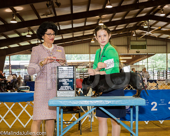 Dachshund Smooth #J500 RBJr  Wills Syndney Judge Linda Clark_JJL8967-Mj-HR3