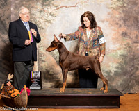 Doberman Pinscher #15 Sat BOB McClendon Nikki Judge Dr Donald Gill