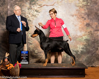 Doberman Pinscher #17 Sat BOW WD Wynn Brandon Fred C Peavy Jr Judge Dr Donald Gill