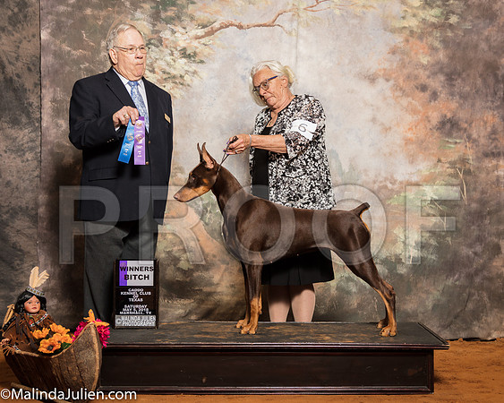 Doberman Pinscher #6 Sat Brothers Judith A Judge Dr Donald GillSSR_1045-Mj-HR3