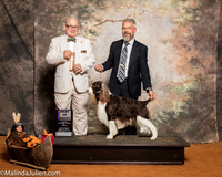 English Springer Spaniel #9 Sat BOB Grieder Daniel Sena Shawn Debbie Grieder Judge Bradley Jenkins