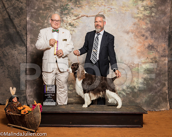 English Springer Spaniel #9 Sat BOB Grieder Daniel Sena Shawn Debbie Grieder Judge Bradley JenkinsSSR_1222-Mj-HR3