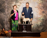 French Bulldog #14 Sat BOS Maj NCh Hunt Krista DVM Tara Boyle Judge Carol Jean Nelson