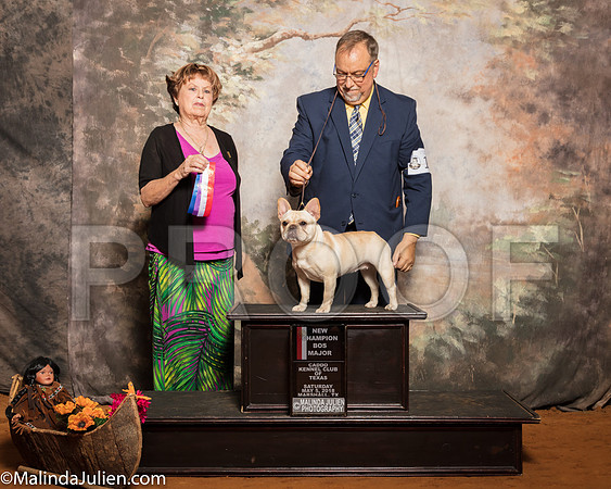 French Bulldog #14 Sat BOS Maj NCh Hunt Krista DVM Tara Boyle Judge Carol Jean NelsonSSR_1163-Mj-HR3