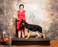 German Shepherd Dog # 6 Sat Gipson Sunshine Jessica McRae