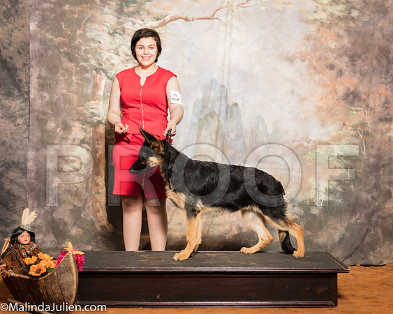 German Shepherd Dog # 6 Sat Gipson Sunshine Jessica McRaeSSR_1063-Mj-HR3