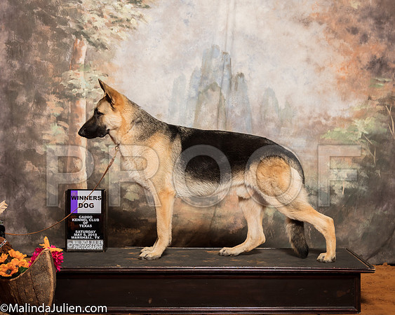 German Shepherd Dog #7 Sat WD Mcrae Jessica Judge Linda ClarkSSR_1058-Mj-HR3