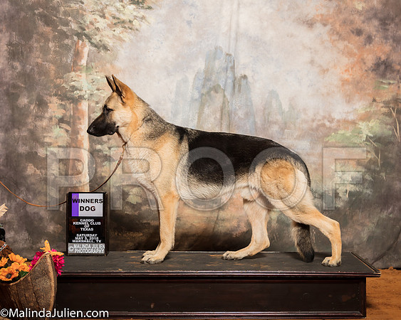 German Shepherd Dog #7 Sat WD Mcrae Jessica Judge Linda ClarkSSR_1060-Mj-HR3