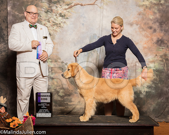 Golden Retriever #5 Sat WD Shari Curran Judge Bradley JenkinsSSR_1117-Mj-HR3