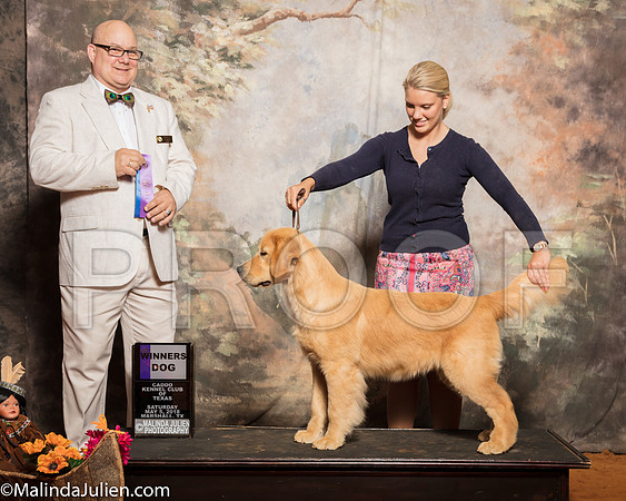 Golden Retriever #5 Sat WD Shari Curran Judge Bradley JenkinsSSR_1118-Mj-HR3