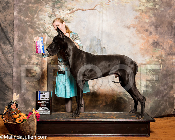Great Dane #17 Sat BOW Borras Lauri Victor Judge Dr Donald GillSSR_1021-Mj-HR3