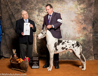 Great Dane #5 Sat G4 Ballard William Beverly Judge Dr Donald Gill