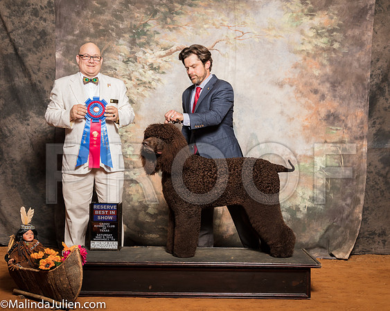 Irish Water Spaniel #5 Sat RBIS Barker Mark DVM Sondra Barker Judge Bradley JenkinsSSR_1339-Mj-HR3