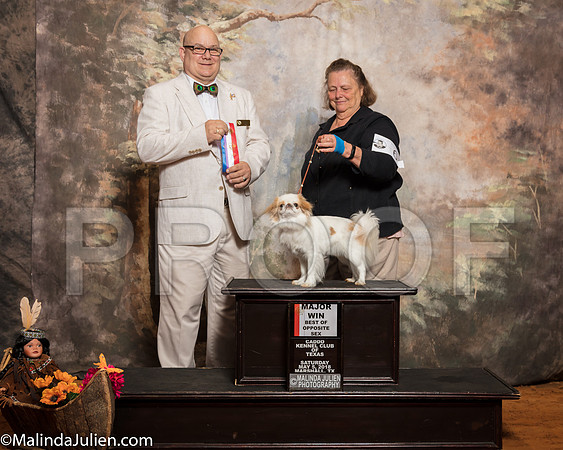 Japanese Chin #6 Sat BOS Maj Helen Thornton Martha Tragmar Judge Bradley JenkinsSSR_1010-Mj-HR3
