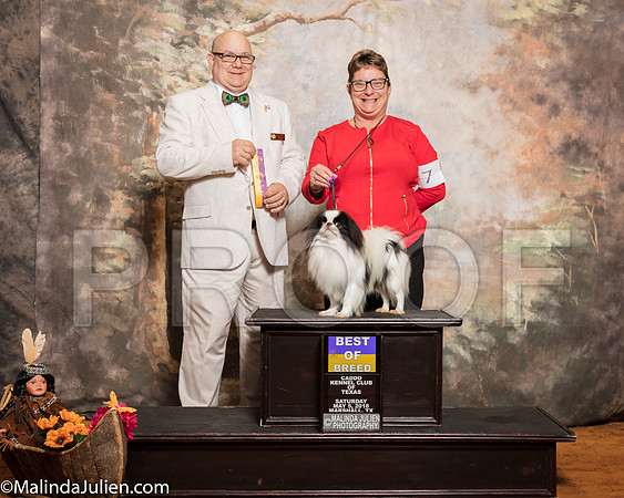 Japanese Chin #7 Sat BOB Balter Sheila Fleming Dr Anthony Hewitt Judge Bradley JenkinsSSR_1006-Mj-HR3
