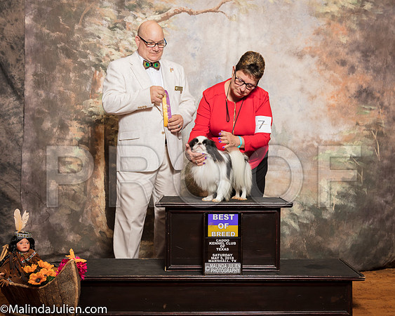 Japanese Chin #7 Sat BOB Balter Sheila Fleming Dr Anthony Hewitt Judge Bradley JenkinsSSR_1004-Mj-HR3