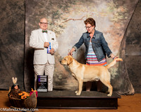 Labrador Retriever #8 Sat BOW WD Moran Lonnie Judge Bradley Jenkins