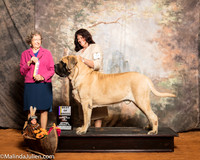 Mastiff #9 Sat BOB Slone Elise Judge Patricia Taylor