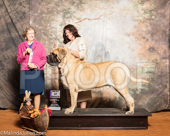 Mastiff #9 Sat BOB Slone Elise Judge Patricia TaylorSSR_1014-Mj-HR3