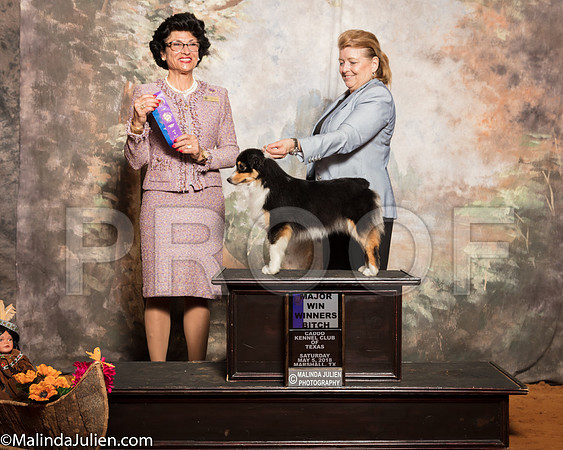 Miniature American Shepherd #10 Sat WB Maj Raduziner Karen Judge Linda ClarkSSR_1095-Mj-HR3