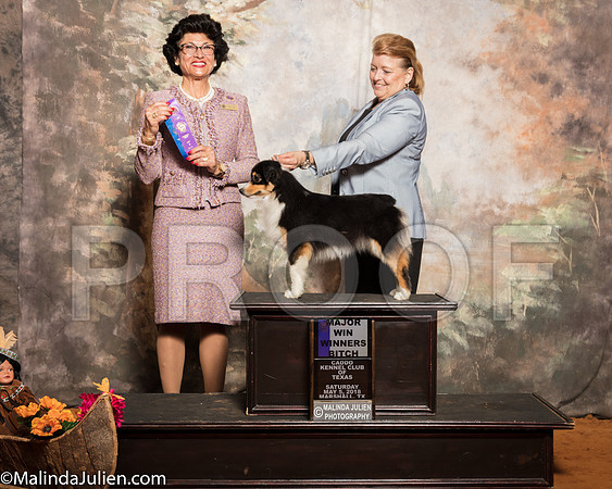 Miniature American Shepherd #10 Sat WB Maj Raduziner Karen Judge Linda ClarkSSR_1097-Mj-HR3