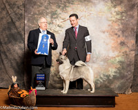 Norwegian Elkhound #6 Sat G1Mosing Jennifer Alie Cowan Renea Marting Judge Dr Donald Gill