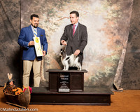 Papillon #10 Sat G3 Mosing Madelin Danae Fayard Judge Joao Machado