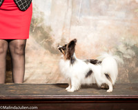 Papillon Julia King