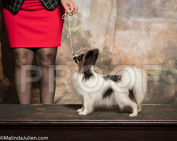 Papillon Julia KingSSR_1066-Mj-HR3