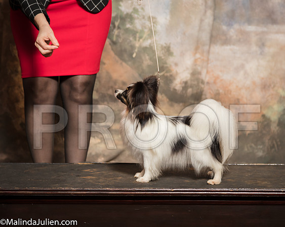 Papillon Julia KingSSR_1073-Mj-HR3