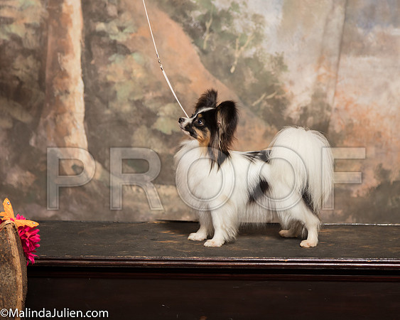 Papillon Julia KingSSR_1075-Mj-HR3