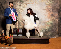 Poodle Standard #10 Sat OHG1 BOS Rublatitus Crystal Michel Polito Judge Joao Machado