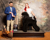 Poodle Standard #9 Sat BOB Lupardus Keith Barbara Judge Joao Machado