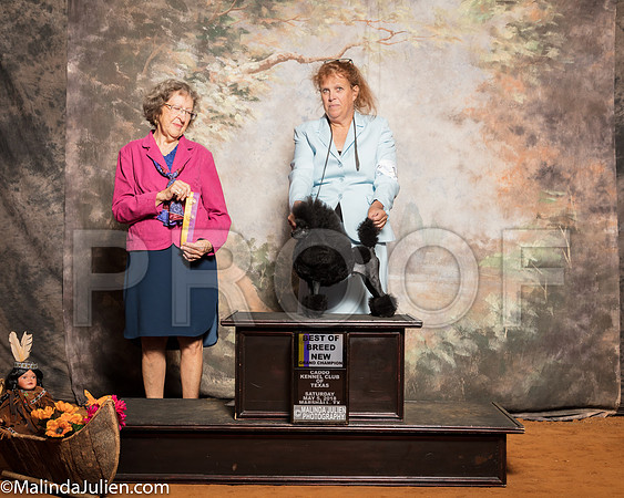 Poodle Toy #15 Sat BOB New GrCh Lupardus Keith Barbara Judge Patricia JohnsonSSR_1281-Mj-HR3