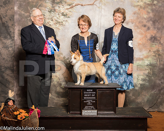 Portuguese Podengo Pequenos #7 BOW NC Fehrman Theresa Tonda Curry Judge Dr Donald GillSSR_1111-Mj-HR3