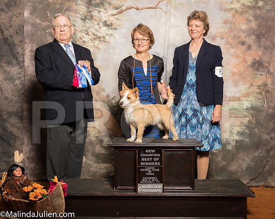 Portuguese Podengo Pequenos #7 BOW NC Fehrman Theresa Tonda Curry Judge Dr Donald GillSSR_1112-Mj-HR3