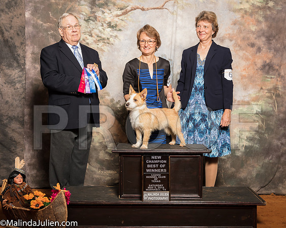 Portuguese Podengo Pequenos #7 BOW NC Fehrman Theresa Tonda Curry Judge Dr Donald GillSSR_1113-Mj-HR3