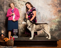Siberian Husky #7 Sat RWD Riley Matthew Carrie Judge Patricia Taylor
