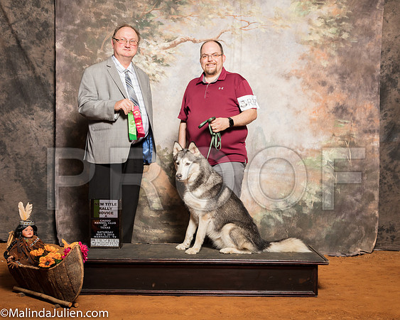 Siberian Husky #R17 Sat New Title Rally Nov A Chism Elizabeth Jason Judge Curt Allen CurtisSSR_1365-Mj-HR3