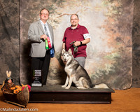 Siberian Husky #R17 Sat New Title Rally Nov A Chism Elizabeth Jason Judge Curt Allen Curtis