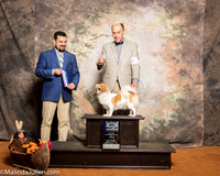 Tibetan Spaniel #10 Sat BOW Sutton Kathy Chase Waddell Judge Joao Machado