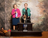 Yorkshire Terrier #16 Sat BOW Maj Tundo Renee Judge Patricia Taylor